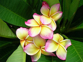 (image for) Plumeria Plant Seeds 'Golden Delight' (6 Seeds) - Click Image to Close